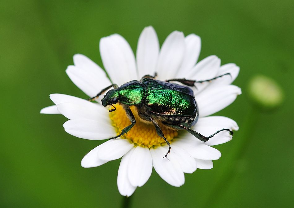 La vita in un fiore: terza parte